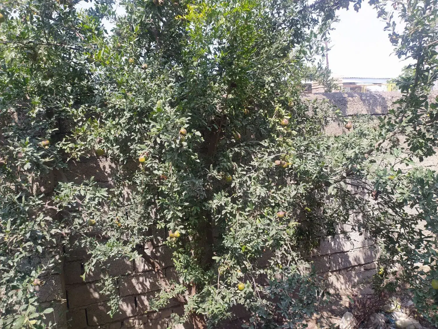 زمین فروشی کوی اندیشه
