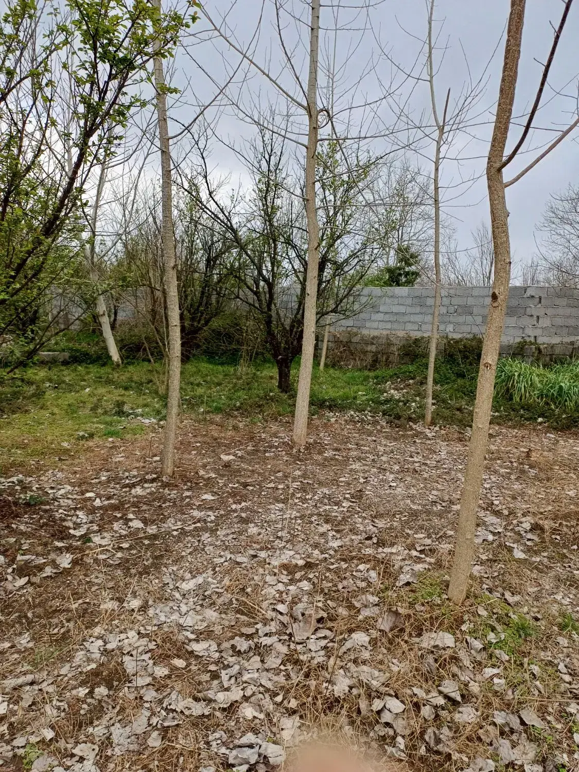 450 متر مسکونی دارای دیوار