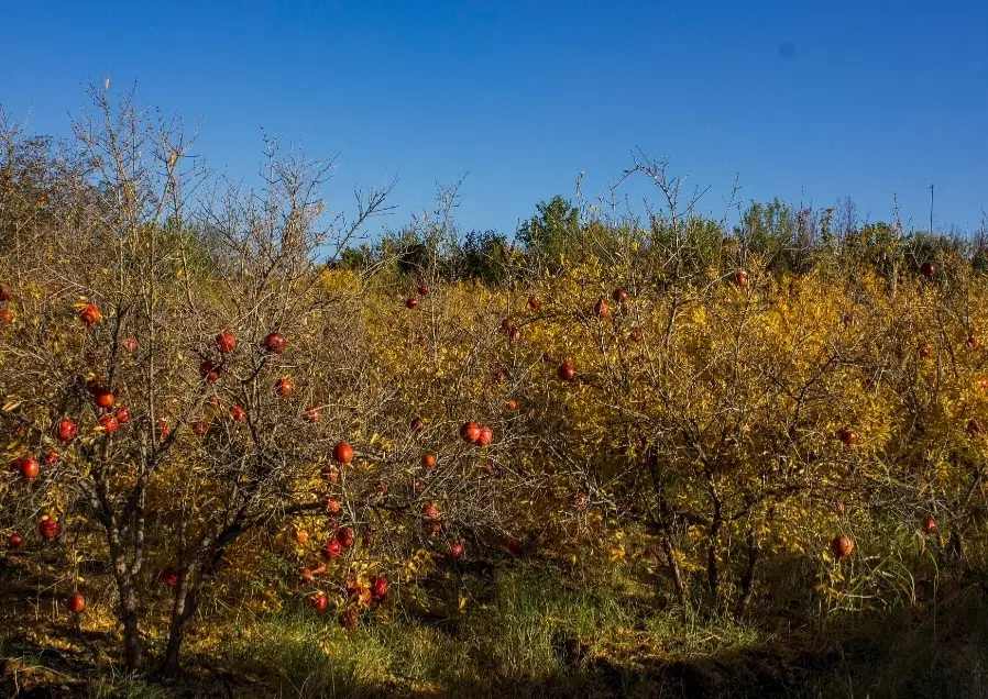 زمین باغی انار