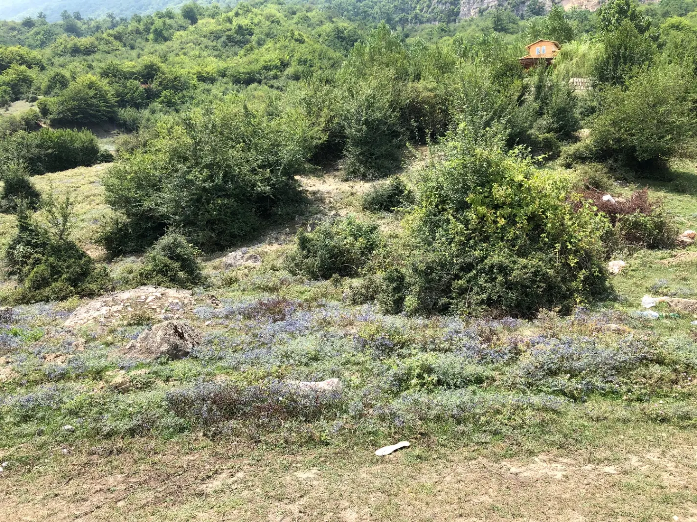 زمین