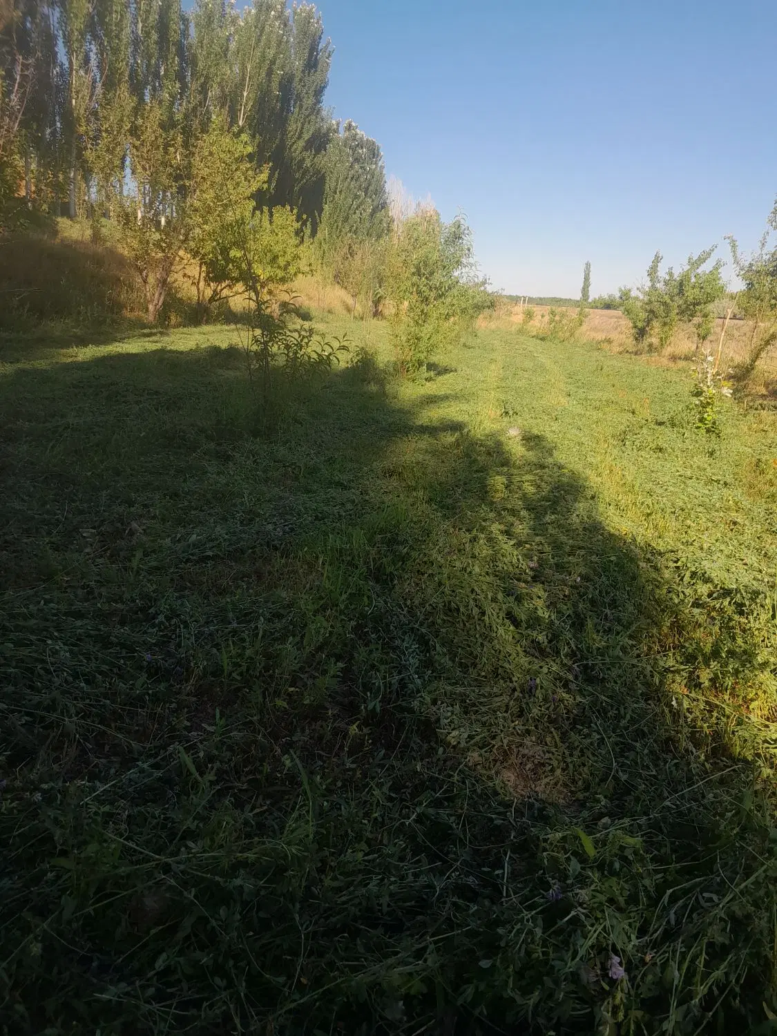 فروش‌‌‌باغ‌در‌‌روستای‌چیر‌