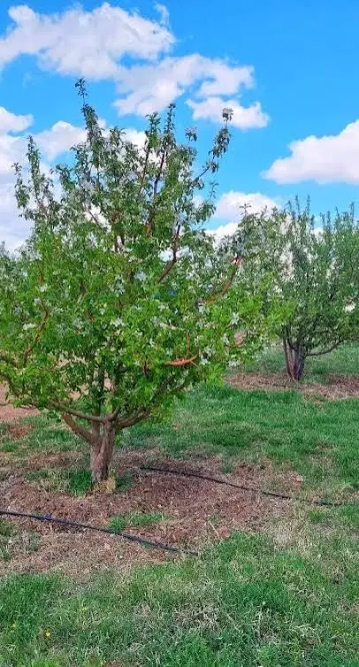 باغ قطره ای