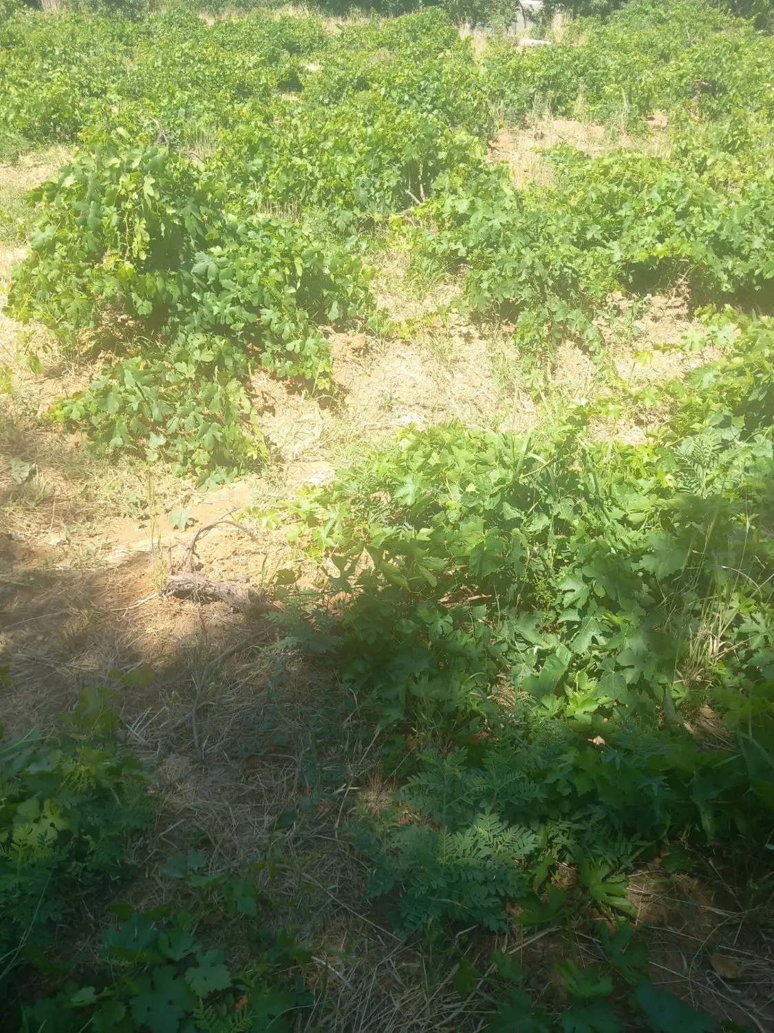 زمین کشاورزی درخت کاری شده