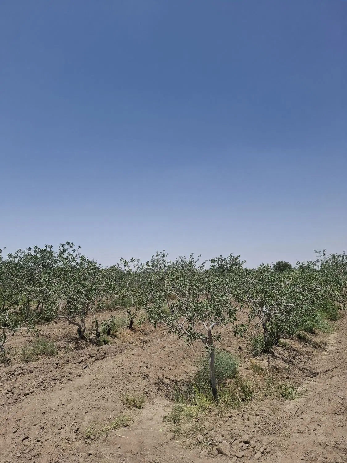 زمین پسته ای 75قصب دینو قنبری با نیم حبه آب