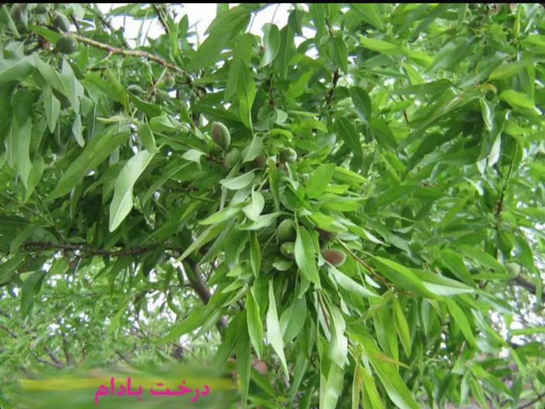 فروش زمین کشاورزی در طرح عمان