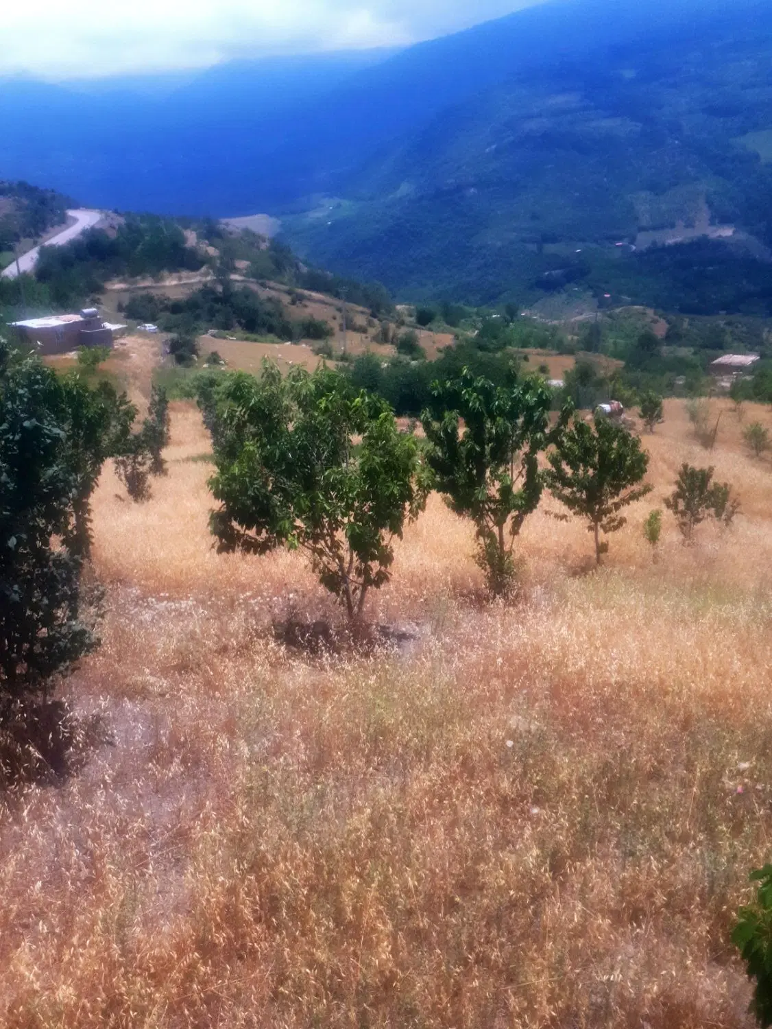 فروش باغ 1500متری در روستای کوهستانی رضی