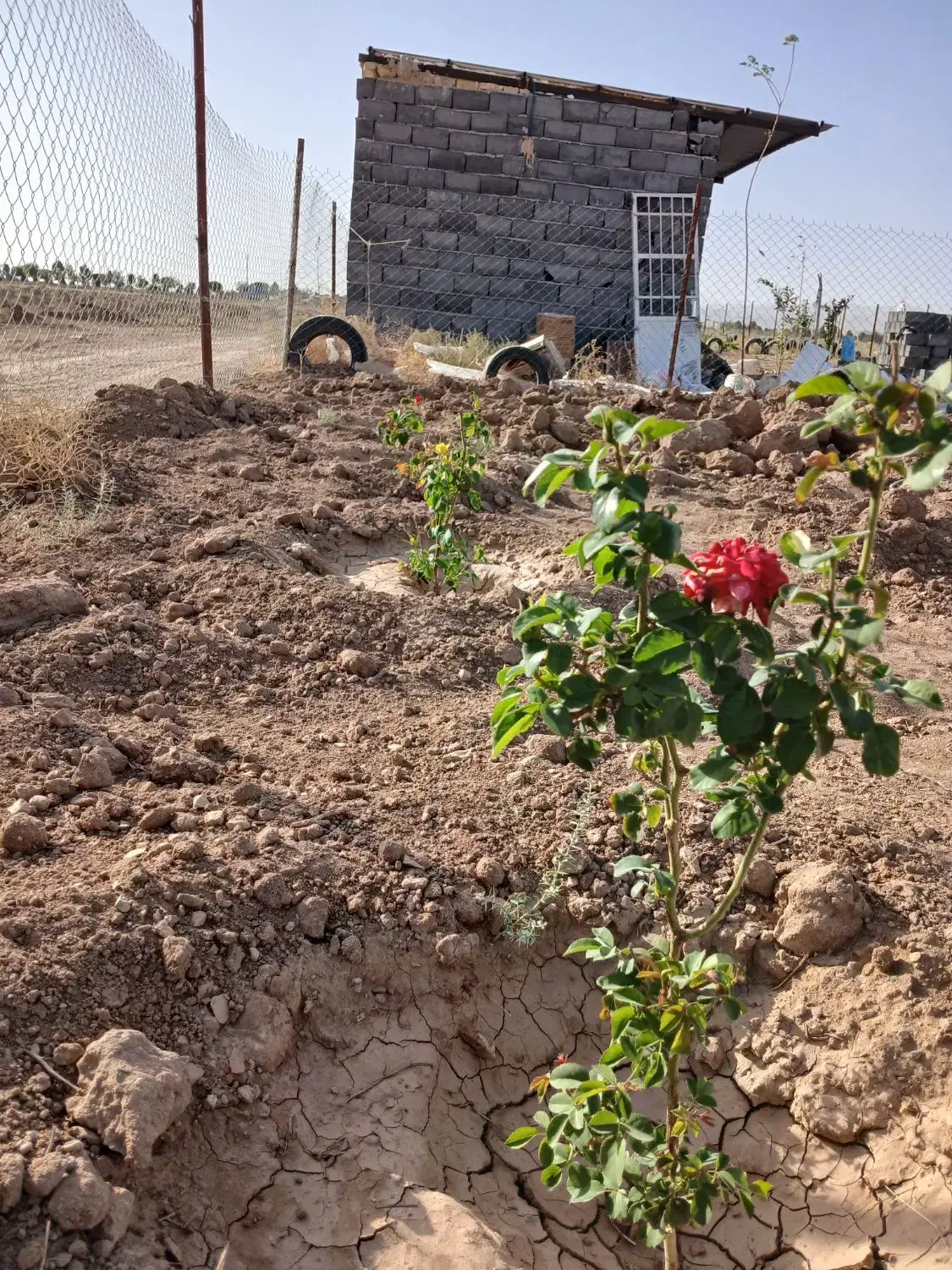 فروش ۲۵۰متر باغ وباغچه