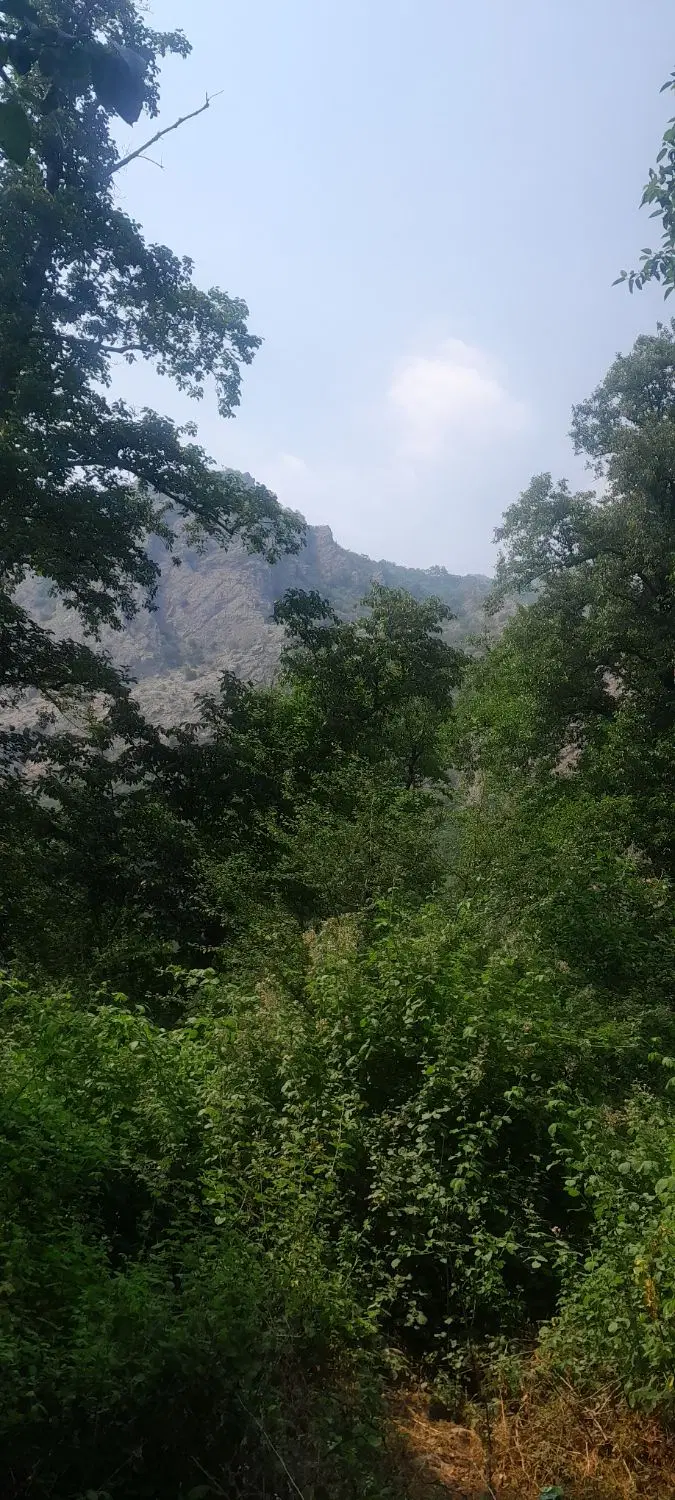 زمین چمگ