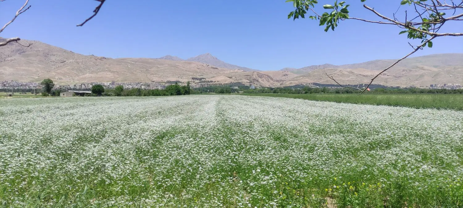 زمین کشاورزی آبی.اتوبان صحنه