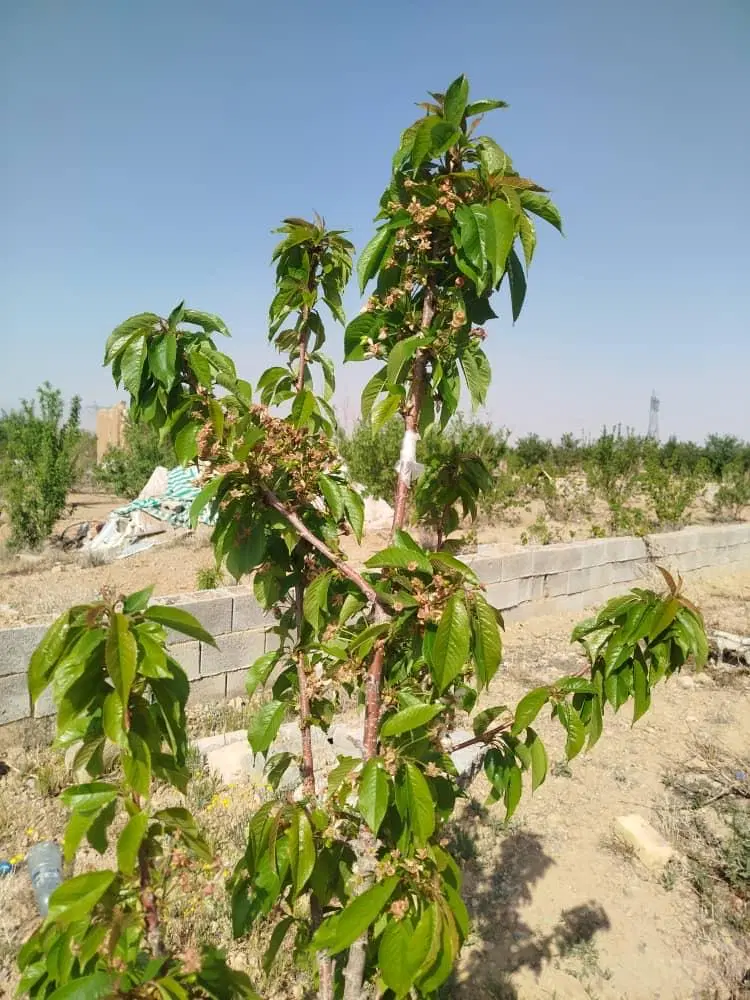 باغ قنوات