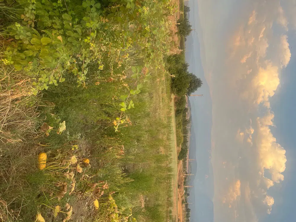 فروش فوری زمن باغی با معاوضه