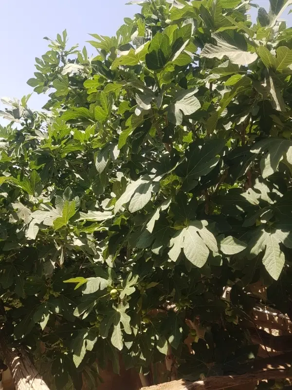 باغ سنگستان
