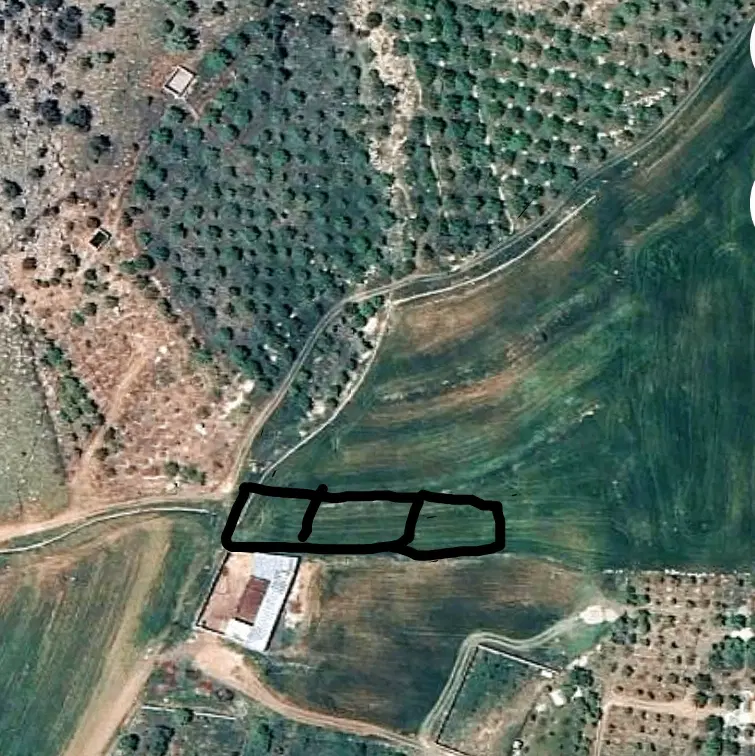 زمین باغی موردراز