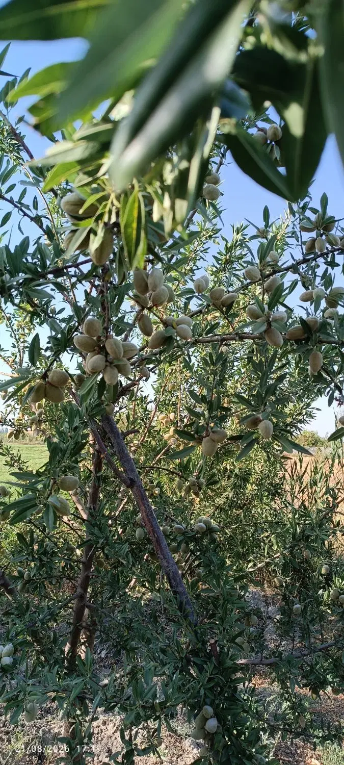فروش باغ و باغچه