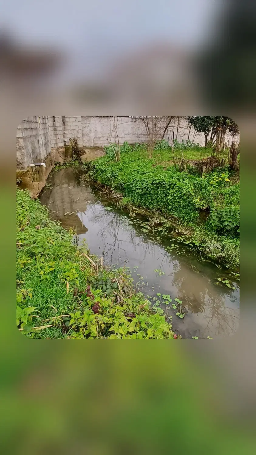 زمین مسکونی۱۶۷ متر اصلاح شده سیاهکلده سندتک برگ