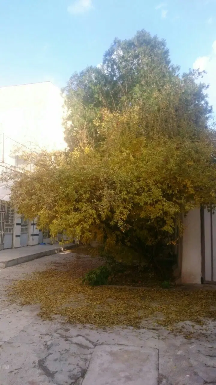 ملک کلنگی دوبر( سند اعیانی )  اوقافی