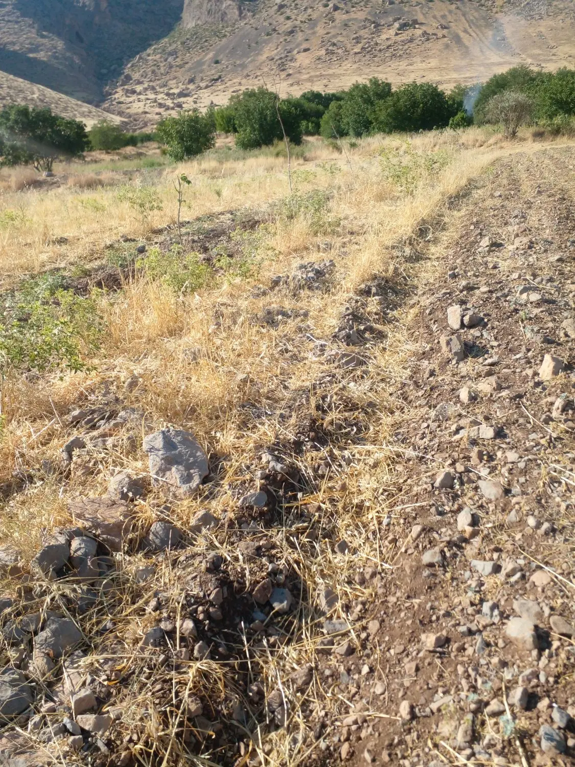 زمین کشاورزی