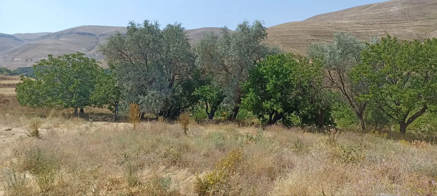 باغ فروشی