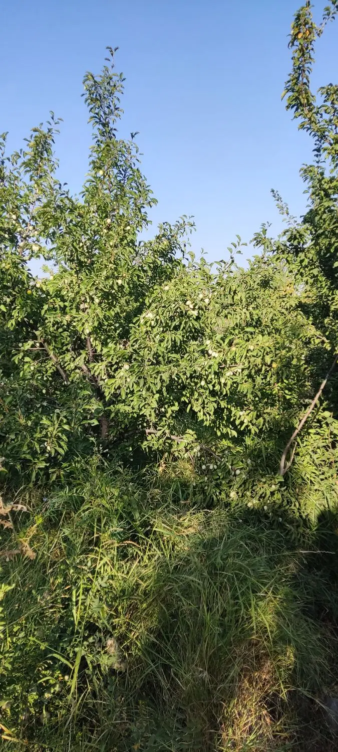 14من باغ در پشت ایستگاه گاز سی ان جی