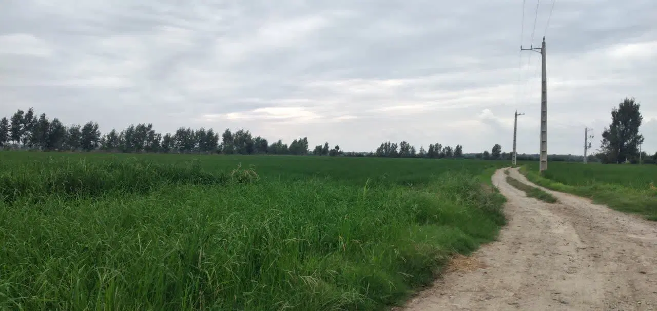 زمین کشاورزی روستای سیاه لش جاده کلوده
