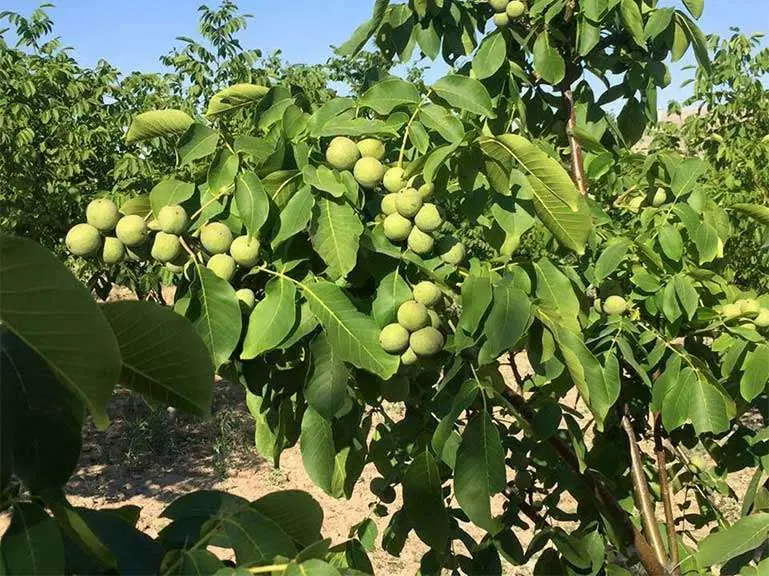 فروش باغ