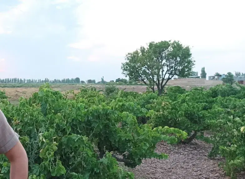 باغ انگور پرمحصول با کوچه ی ۸ متری