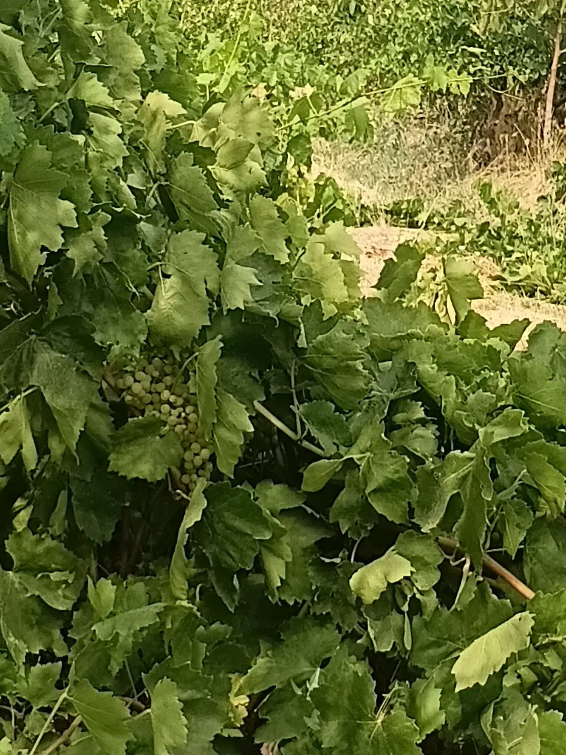 باغ