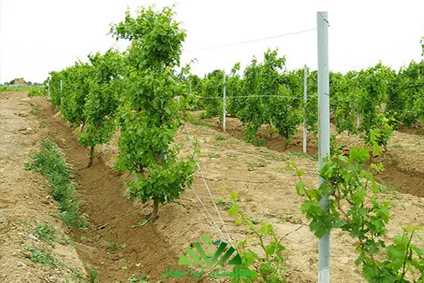 ۴۵۰۰ متر زمین تهراندشت سعیداباد ارزند‌ه