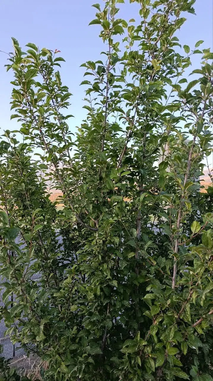 1500متر باغ ثمری در روستای مختار  یاسوج