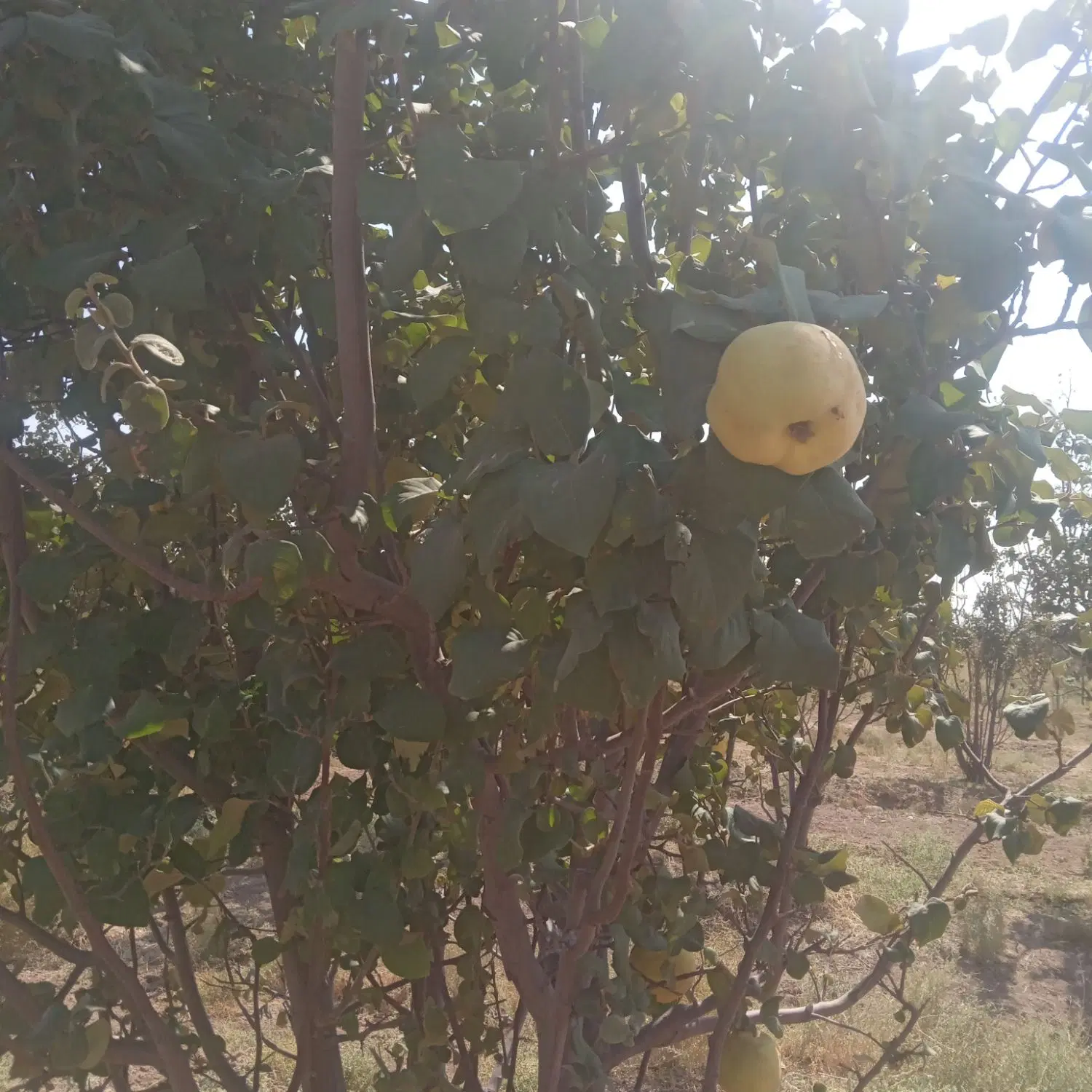۴حبه ده