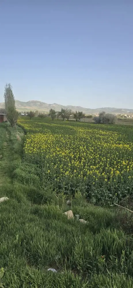 فروش زمین ۱۰۰ متری روستای باباریز(باوه ریز)معاوضه