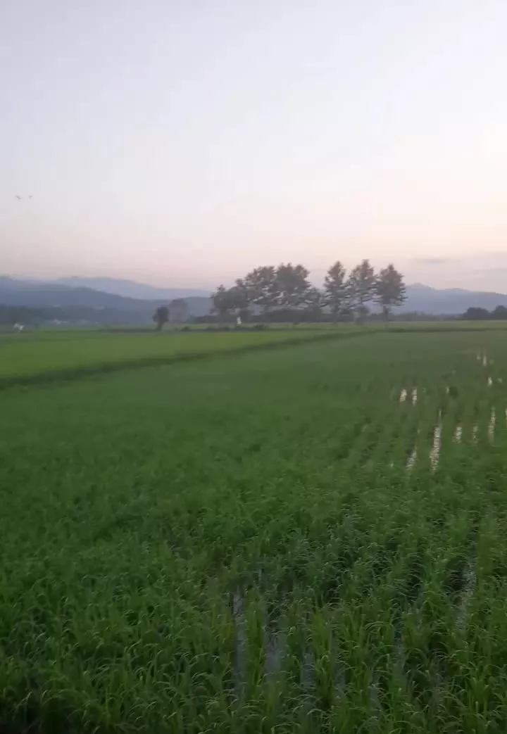 شالیزار مکانیزه ۳۱۰۰متری نزدیک جاده اسفالت