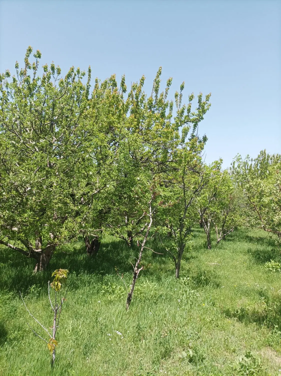 باغ میوه الوان در بزرگ آباد