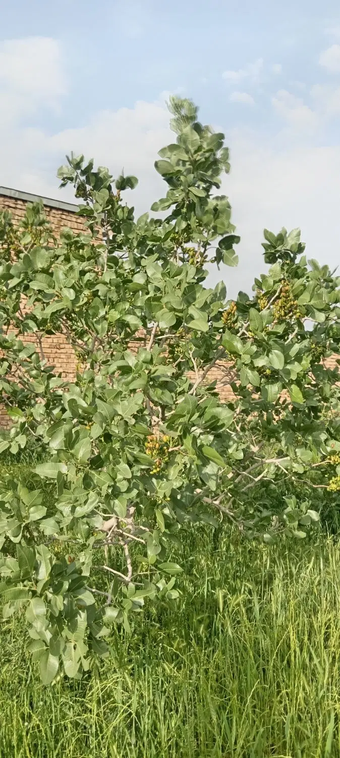 زمین شهرک کارخانه قند