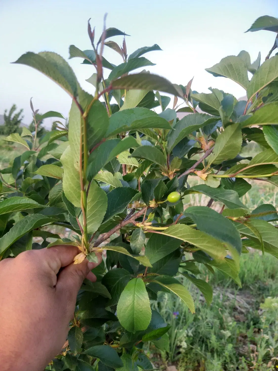 باغ ۲ ساله در روستای دربند