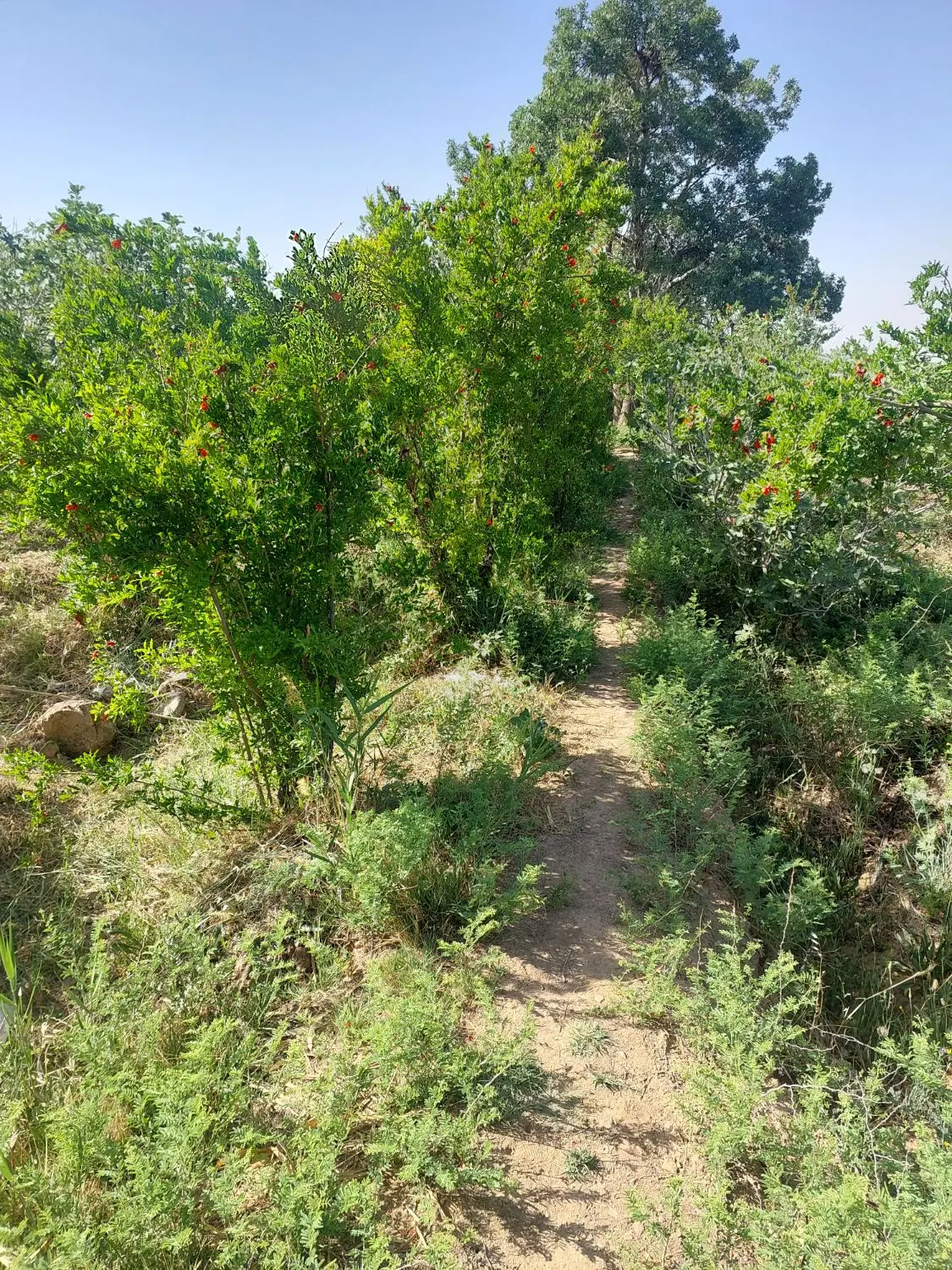 زمین کشاورزی