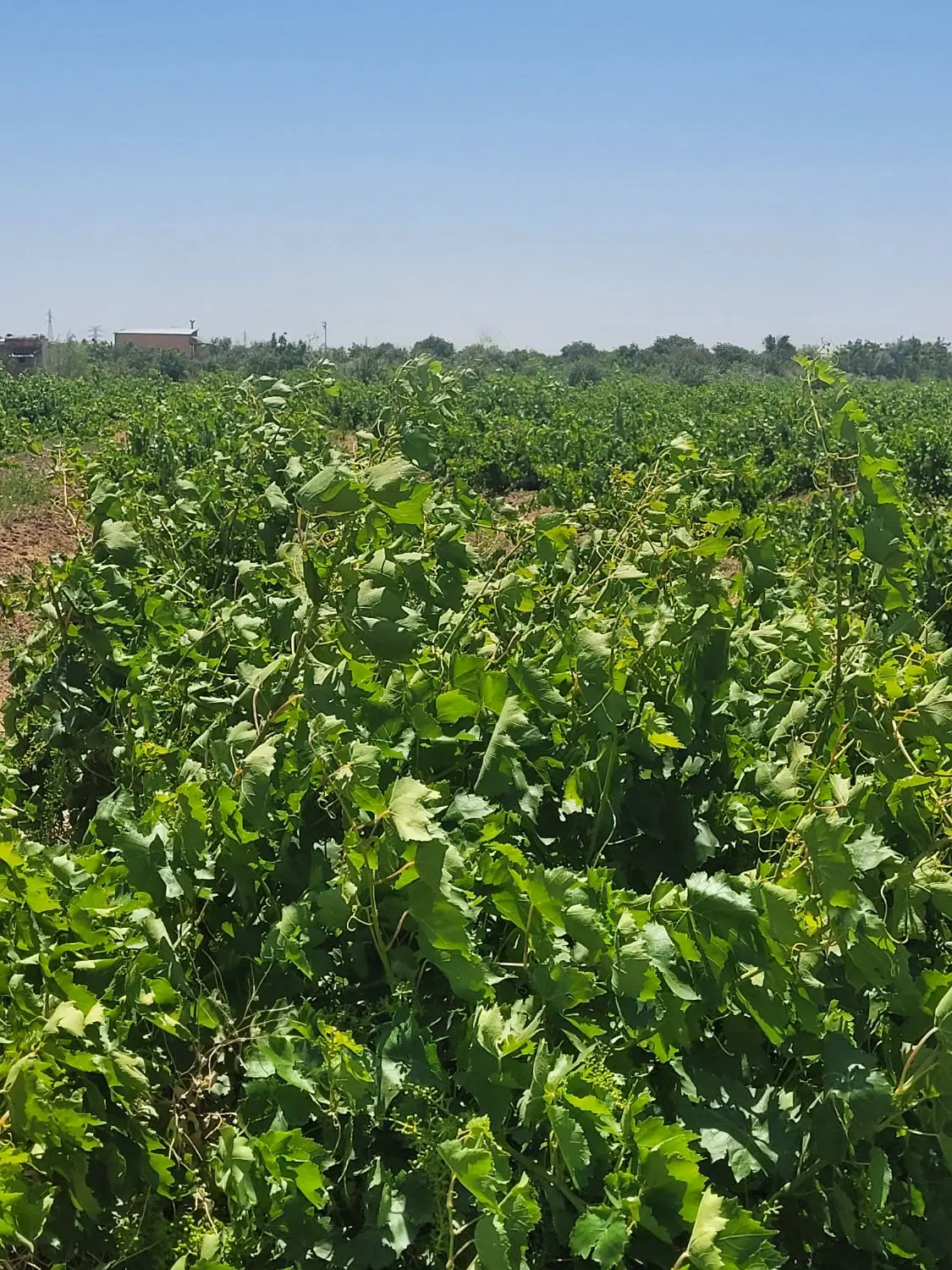 باغ زمین