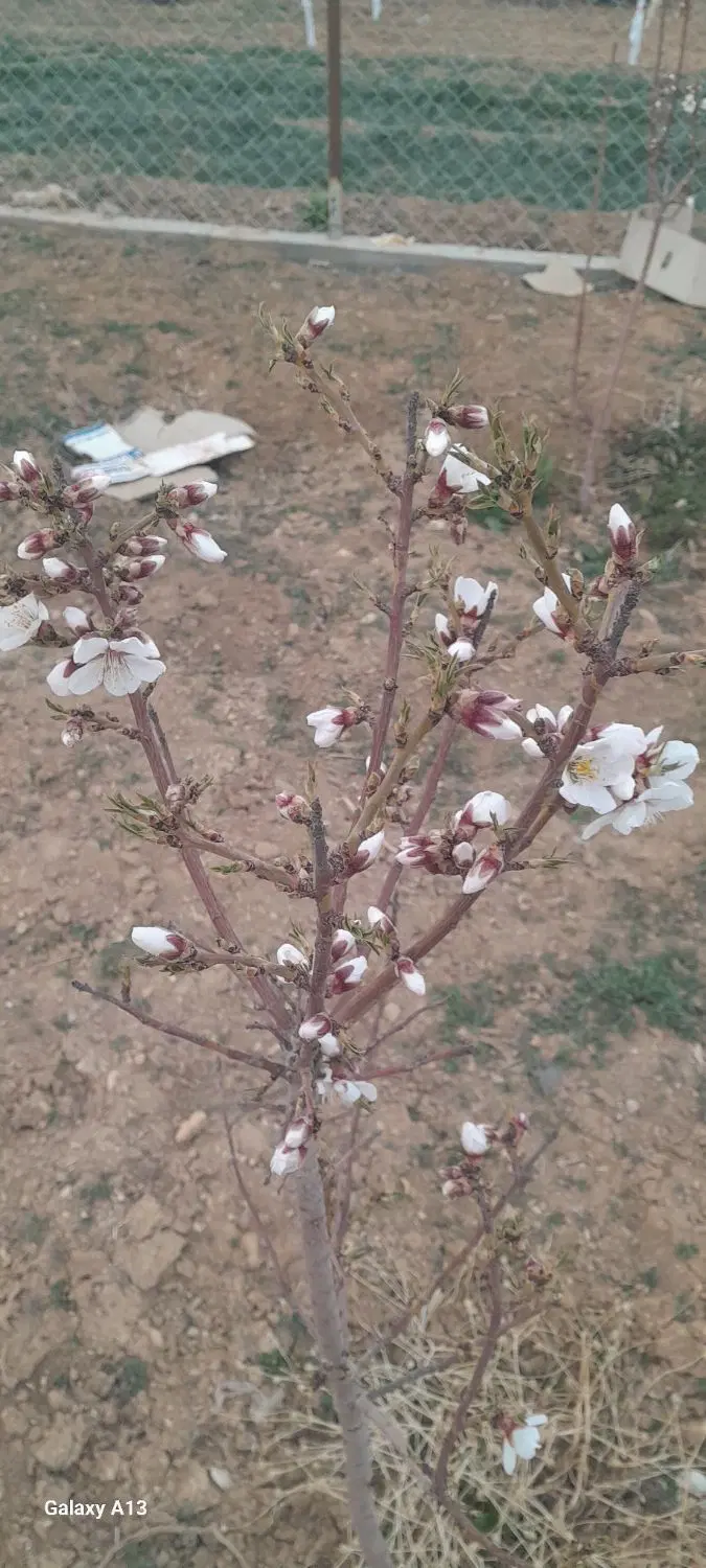 زمین کشاورزی درکرسنگ فرخ شهر
