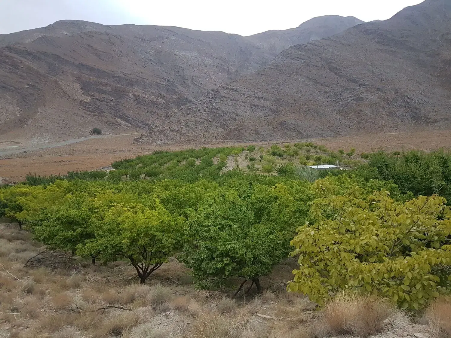 ۴ هکتار باغ با سند تک برگ ۶ دانگ