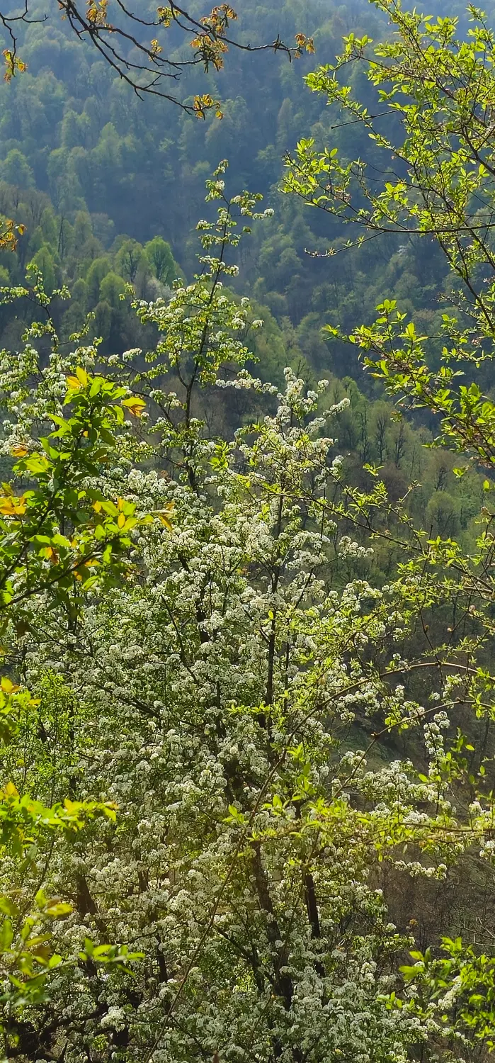 زمین مسکونی گیلان ضیابر