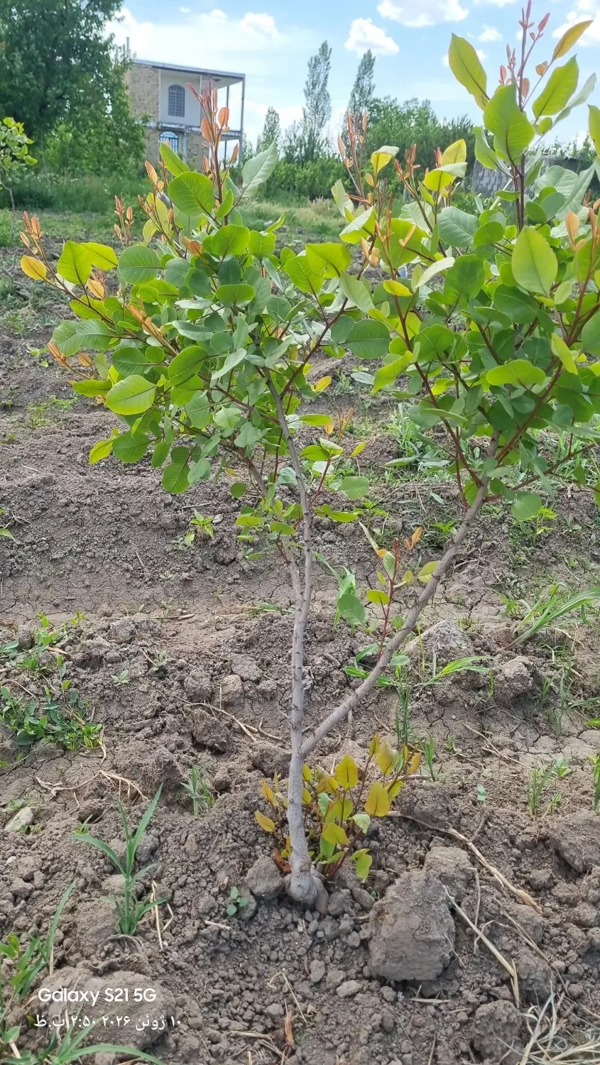 باغچه جاده مهاباد۵هزارمتربعدازروستای میشکارلو