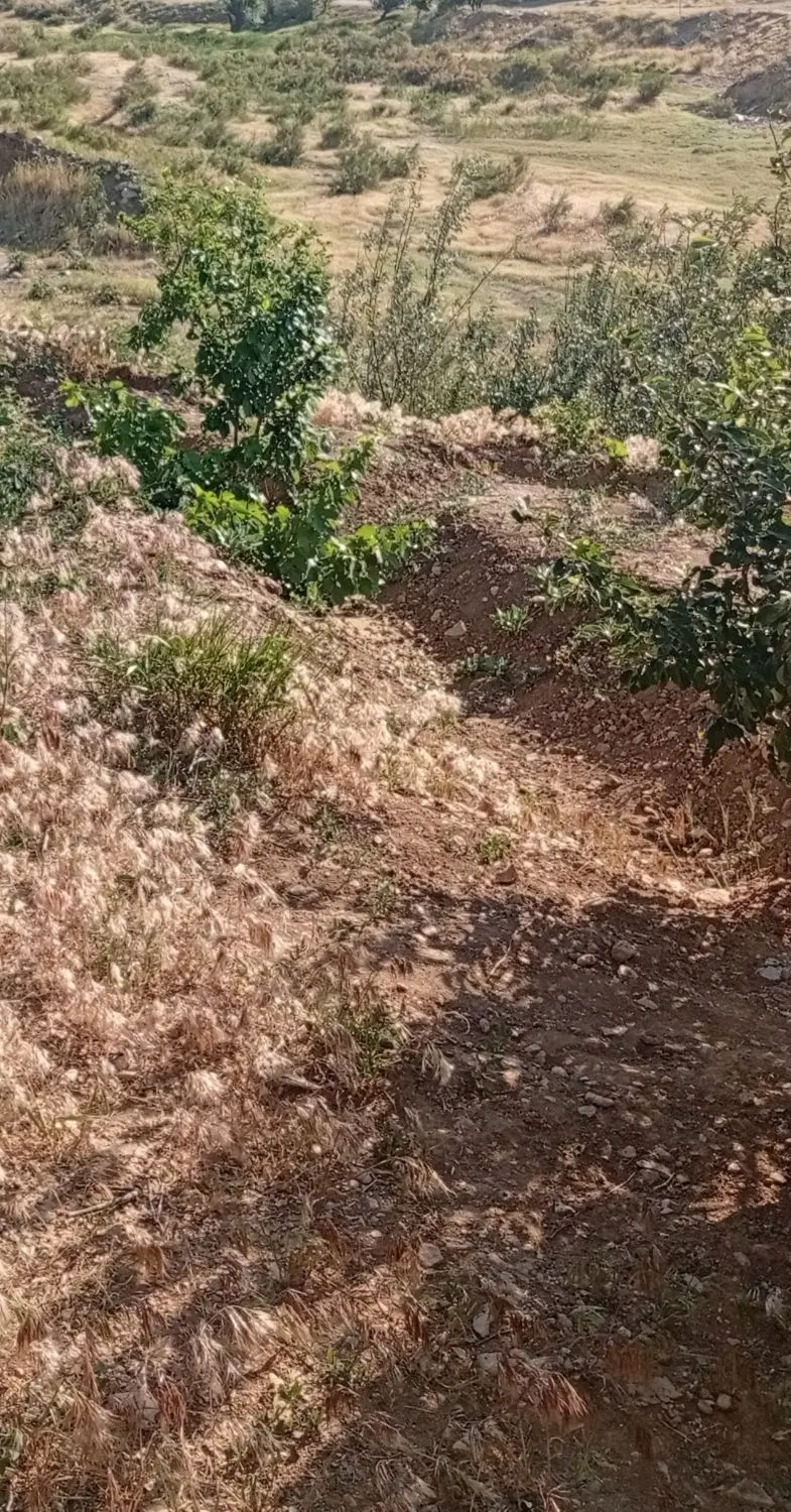 باغ فروشی ۸۰۰ متر در شازند