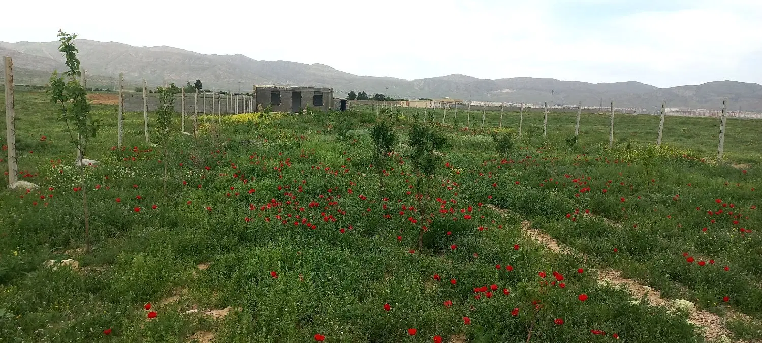 هزارمتر سند شش دانگ عرصه اعیان