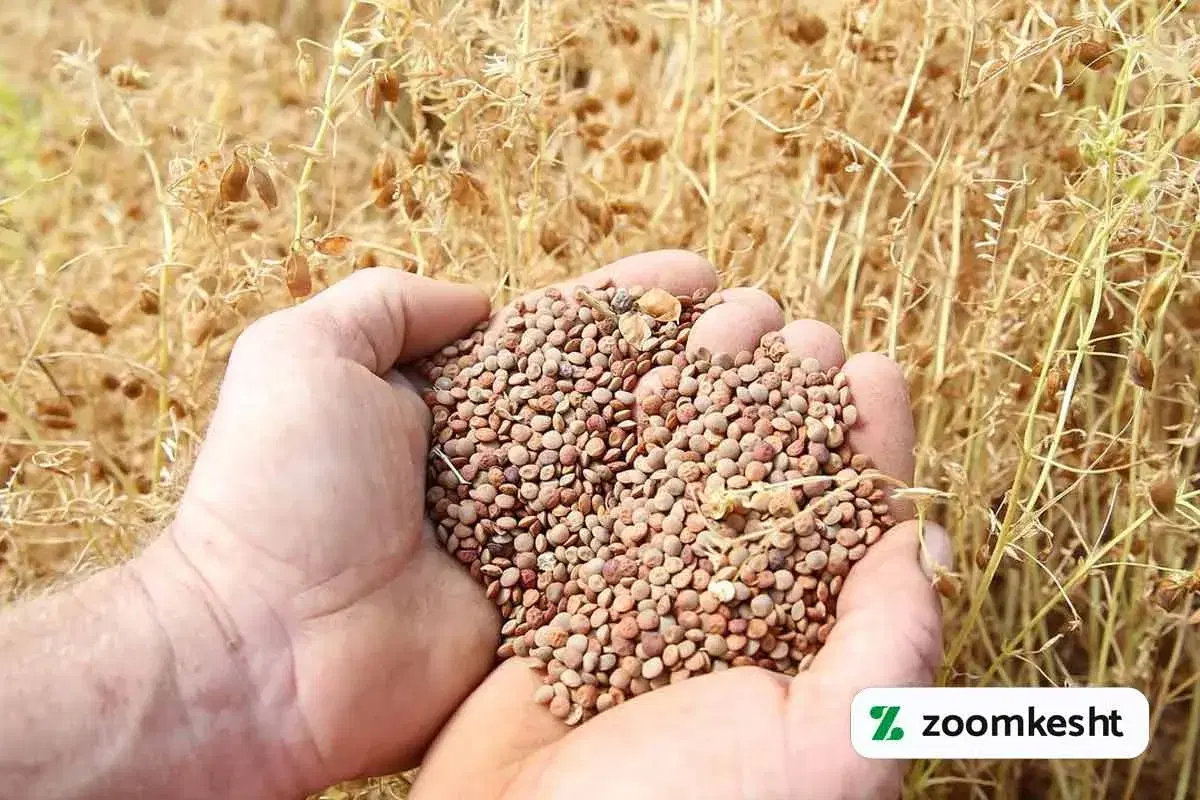 زمین کشاوزی