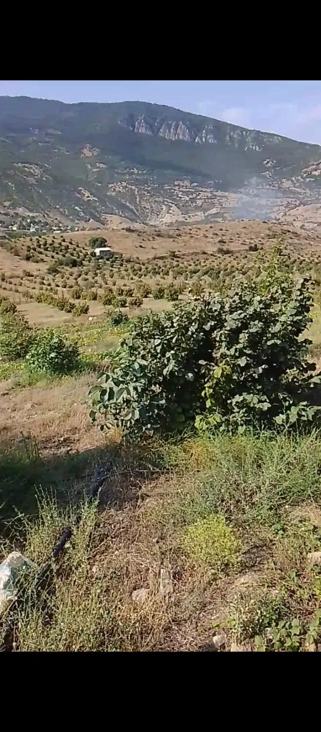 فروش باغ بزرگ فندق و گردو