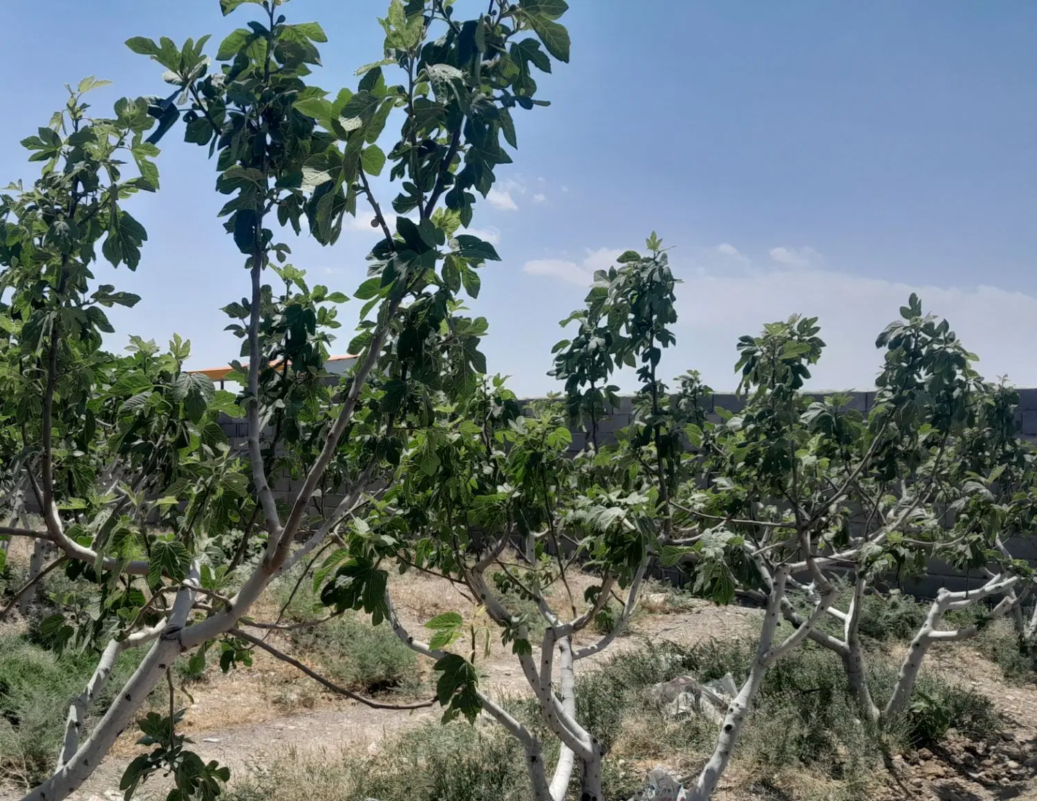 باغچه انجیر ۳۰۰ متری روستای دالستان ساوه