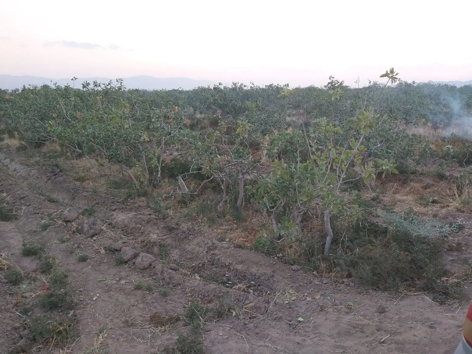 فروش زمین پسته ای