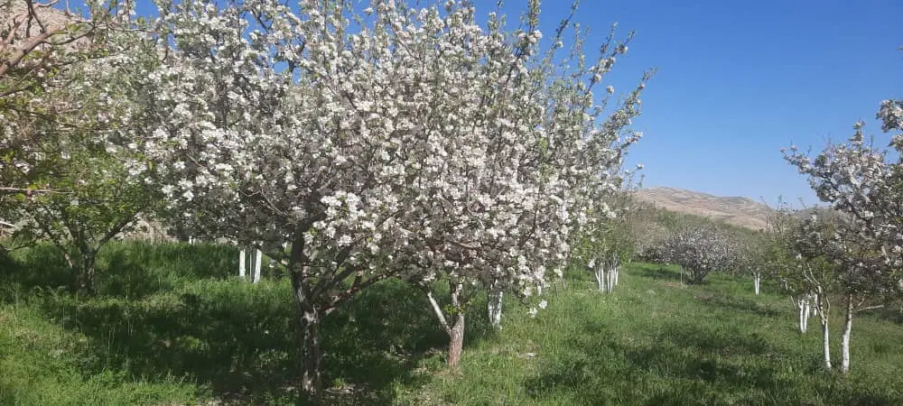 فروش باغ ۴۰۰۰ متری کوخدان