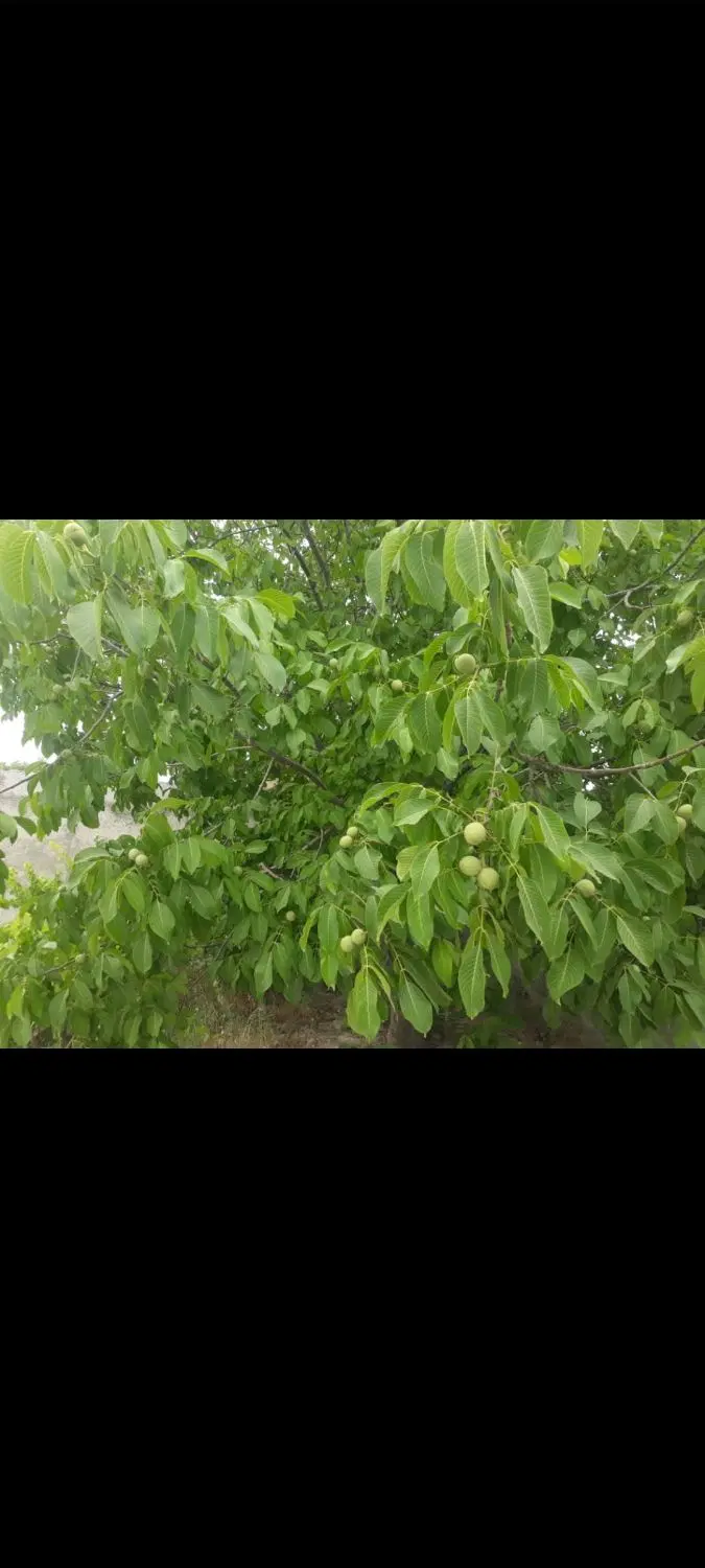 باغچه 4 دیواری رنگرز 370متری