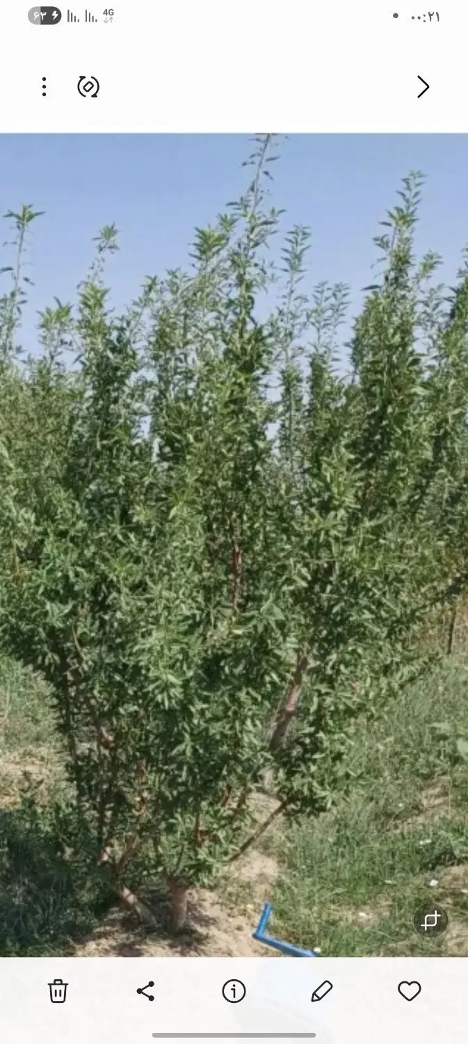 زمین کشاورزی
